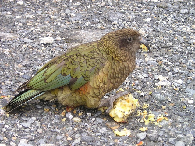 新西兰 Kea 鹦鹉 - 上的免费照片