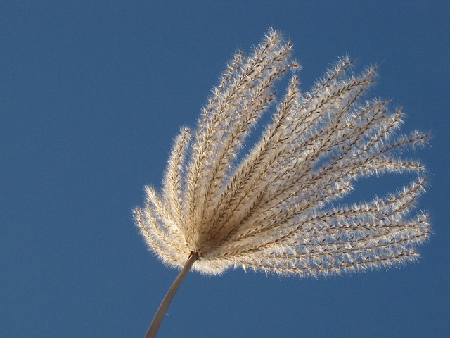 开花 芒草 天空 - 上的免费照片