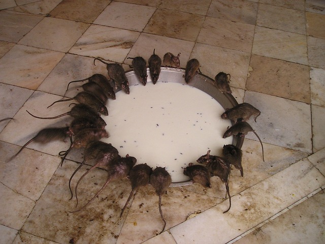印度 老鼠庙 老鼠 - 上的免费照片