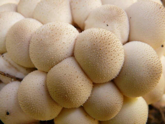 蘑菇 牛人 尘蘑菇 - 上的免费照片