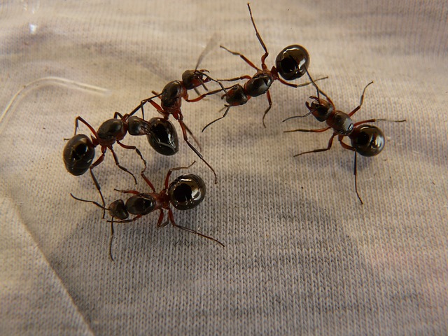 木蚁后 蚂蚁 木蚁 - 上的免费照片