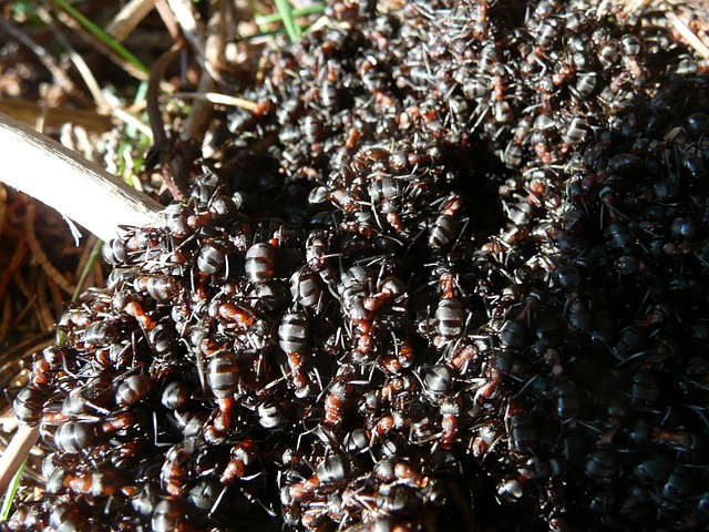蚂蚁 木蚁 木蚁群 - 上的免费照片