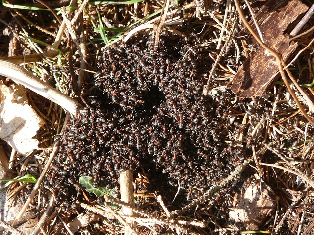 木蚁 蚂蚁 红木蚂蚁 - 上的免费照片