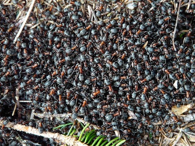 蚂蚁 木蚁 福米卡 - 上的免费照片