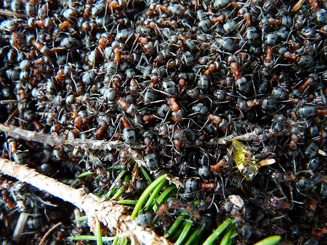 蚂蚁 木蚁 福米卡 - 上的免费照片
