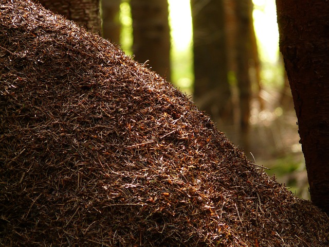 木蚁 蚂蚁 福米卡 - 上的免费照片