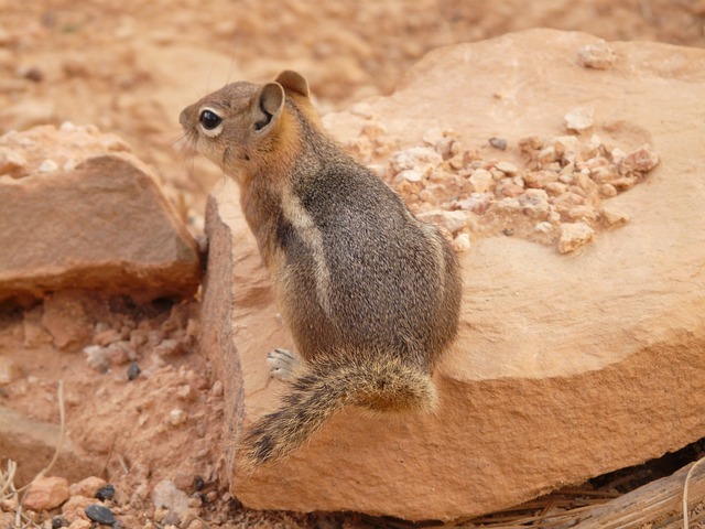 花栗鼠 可爱的 啮齿动物 - 上的免费照片
