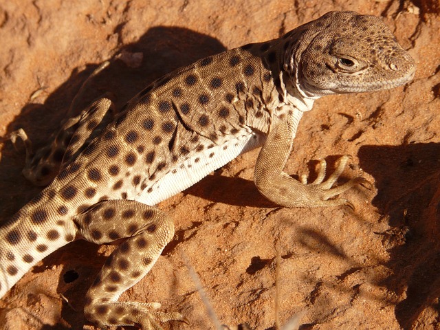 沙漠 动物 蜥蜴 - 上的免费照片