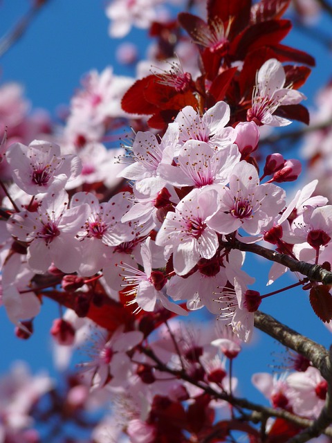 树 花朵 樱花 - 上的免费照片