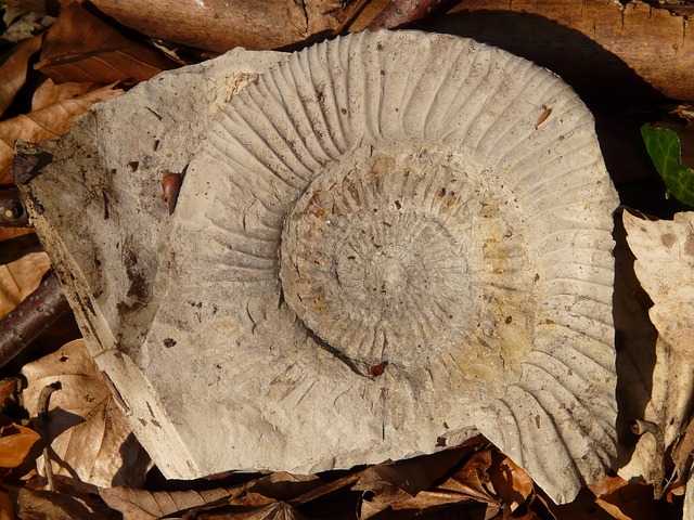石化 蜗牛 壳 - 上的免费照片