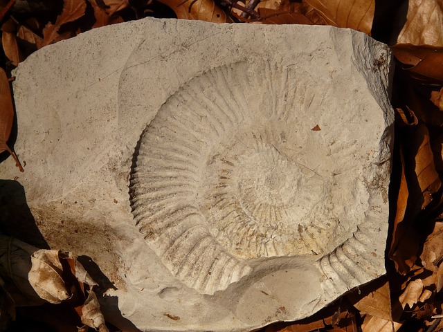 石化 蜗牛 壳 - 上的免费照片