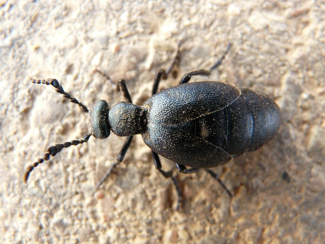 黑蓝油甲虫 油甲虫 黑色蜉蝣 - 上的免费照片