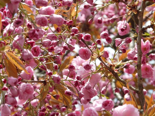 树 芽 樱花 - 上的免费照片