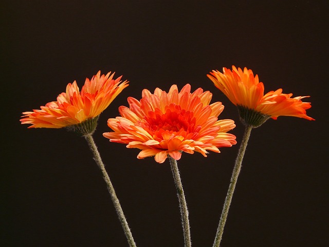 非洲菊 花 植物 - 上的免费照片