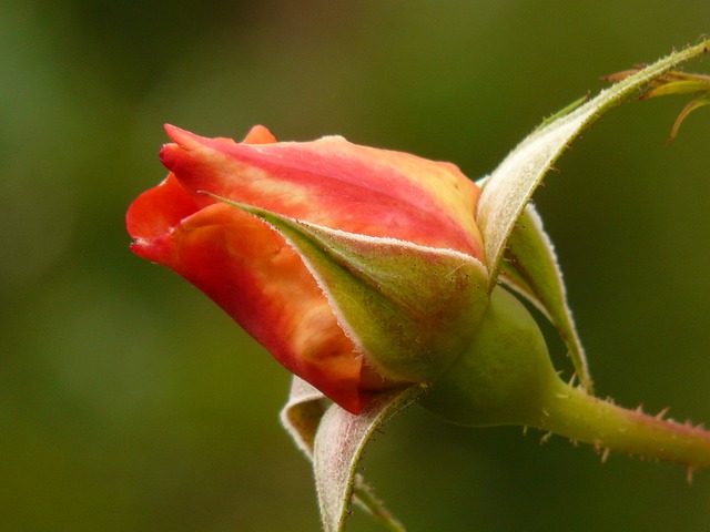 玫瑰 玫瑰花蕾 开花 - 上的免费照片