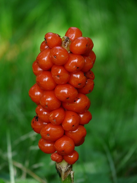 阿鲁姆 植物 植物群 - 上的免费照片