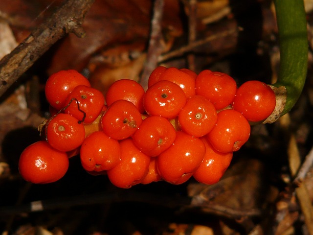 阿鲁姆 植物 植物群 - 上的免费照片