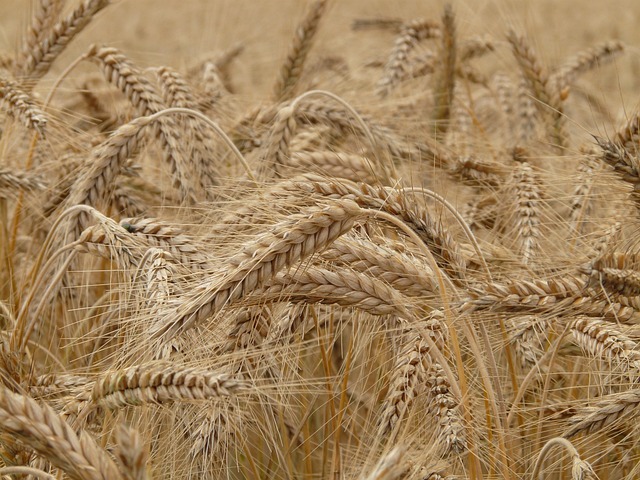 小麦 原野 草 - 上的免费照片
