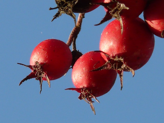浆果 水果 红色的 - 上的免费照片