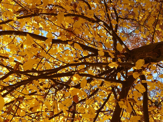 角树 桦木 哈格巴克 - 上的免费照片