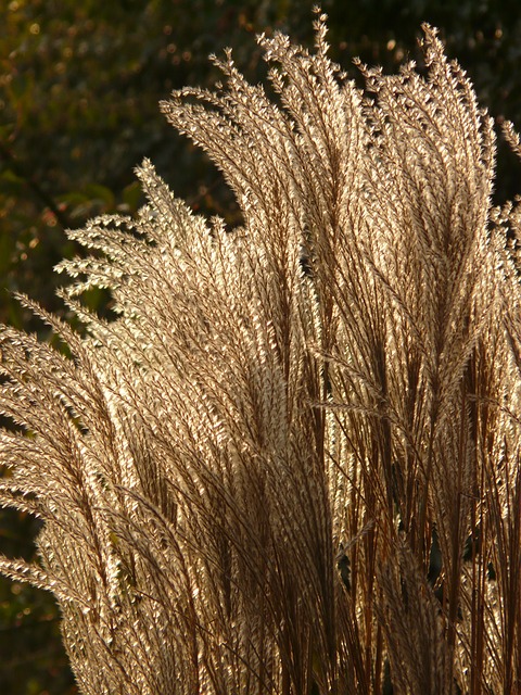 中国芦苇 芒草 逆光 - 上的免费照片