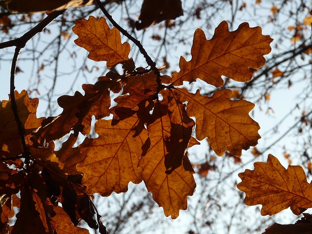 橡树叶 橡木 栎属 - 上的免费照片