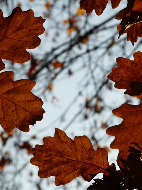 橡树叶 橡木 栎属 - 上的免费照片