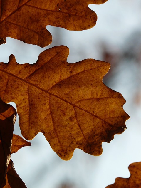 橡树叶 橡木 栎属 - 上的免费照片