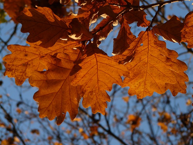 橡树叶 橡木 栎属 - 上的免费照片