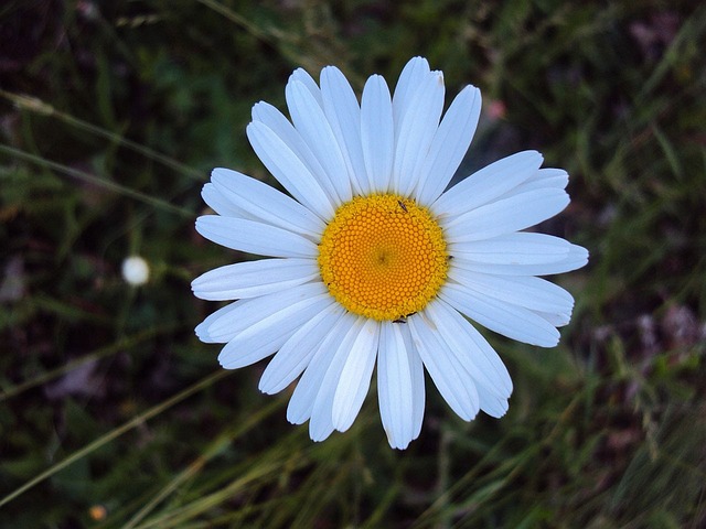 雏菊 白色的 牛眼 - 上的免费照片