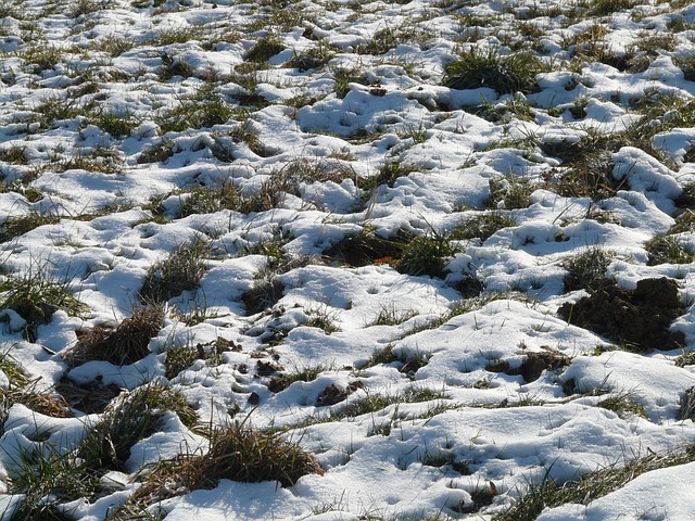 草地 场地 被雪覆盖 - 上的免费照片