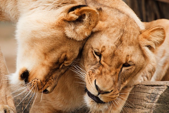 动物 狮子 苹果浏览器 - 上的免费照片