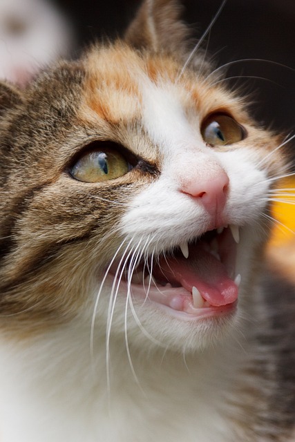 猫 动物 嘶 - 上的免费照片