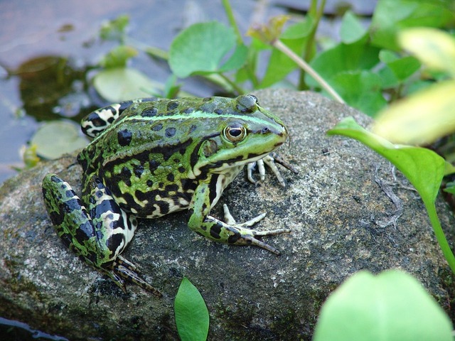 青蛙 池塘 动物 - 上的免费照片