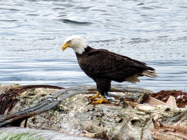 白头鹰 鹰 海鹰 - 上的免费照片