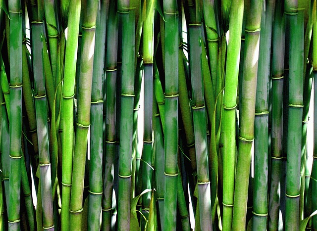 竹子 森林 绿色 - 上的免费照片