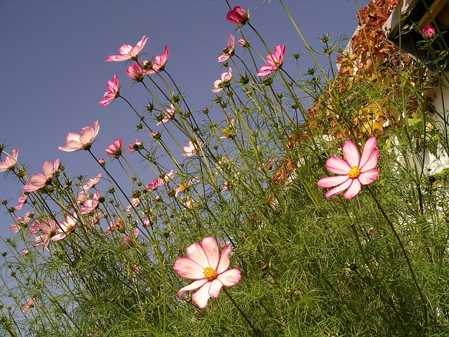 大波斯菊 花园宇宙 墨西哥紫菀 - 上的免费照片