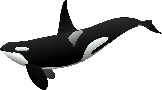 逆戟鲸 虎鲸 海洋哺乳动物 - 免费矢量图形