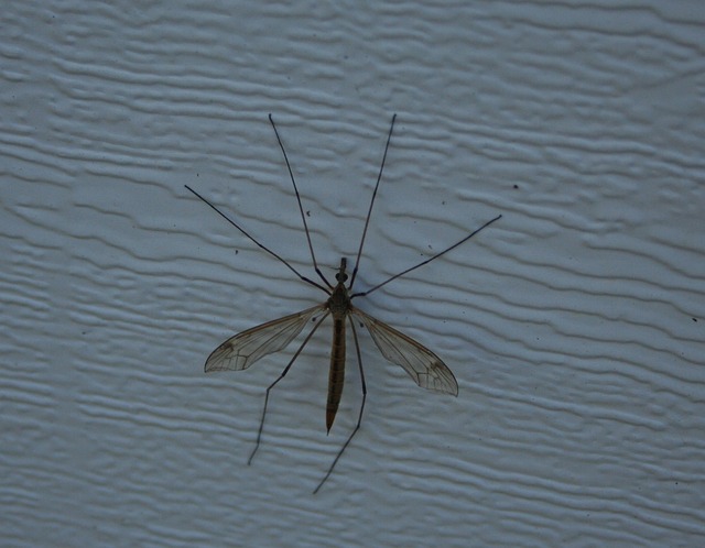 蚊子 昆虫 吸盘 - 上的免费照片