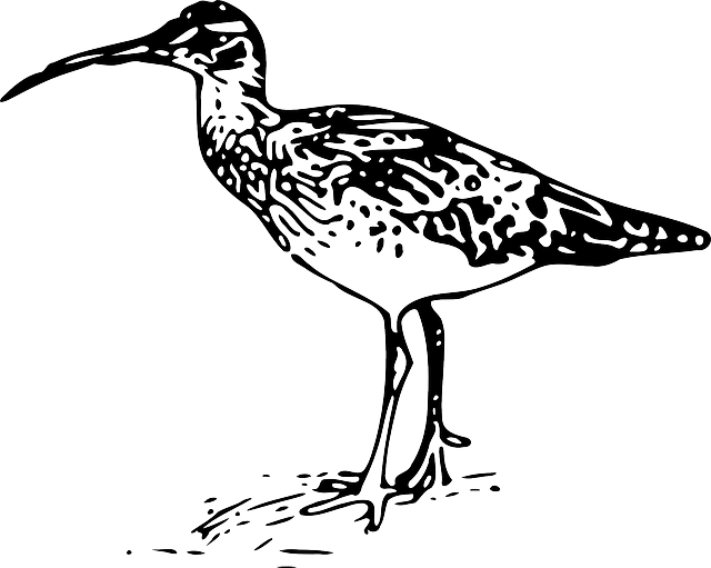鹬 鸟 动物群 - 免费矢量图形