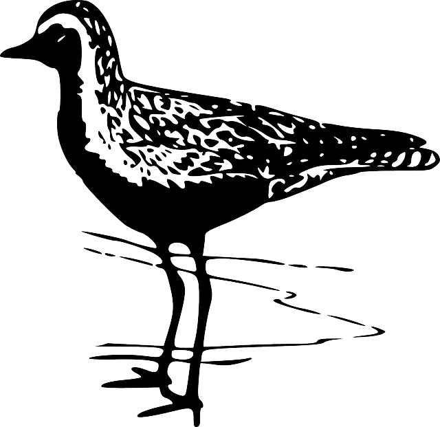 千鸟 水鸟 海鸟 - 免费矢量图形