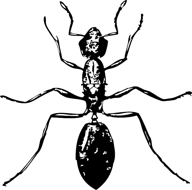 蚂蚁 甲虫，昆虫 腿 - 免费矢量图形