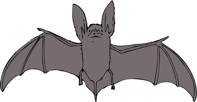 蝙蝠 动物 夜晚 - 免费矢量图形