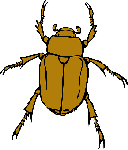 甲虫 臭 甲虫，昆虫 - 免费矢量图形