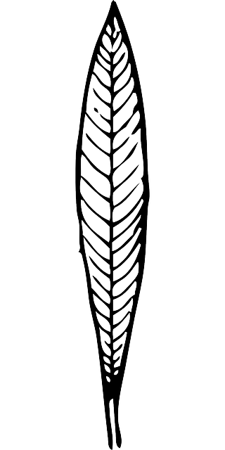 叶子 黑和白 植物 - 免费矢量图形