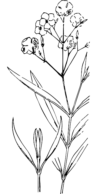 夹竹桃 植物 干 - 免费矢量图形