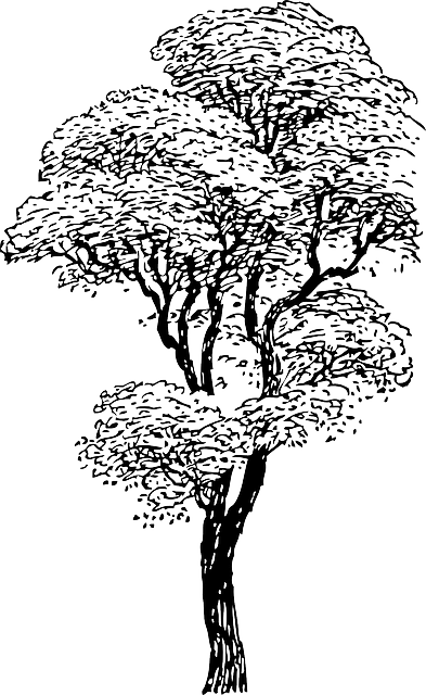 树 黑和白 分行 - 免费矢量图形