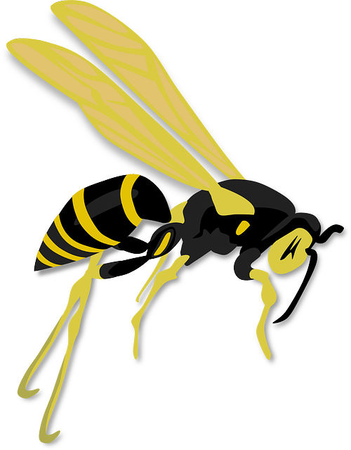 黄蜂 昆虫 膜翅目 - 免费矢量图形
