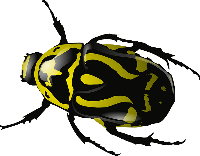 甲虫，昆虫 昆虫 甲虫 - 免费矢量图形