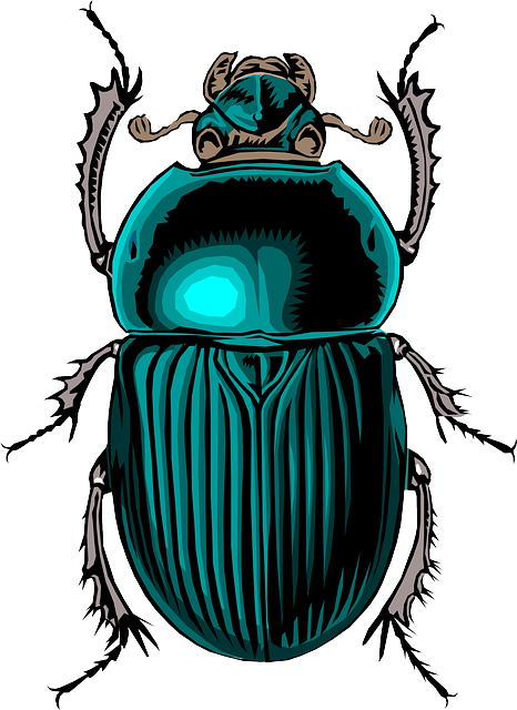 甲虫 昆虫 甲虫，昆虫 - 免费矢量图形